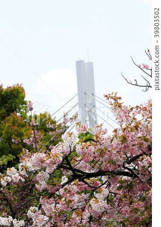 Cherry blossoms: Mint walk through (Osaka City) Cherry blossoms: Mint walk through (Osaka City) 39803502