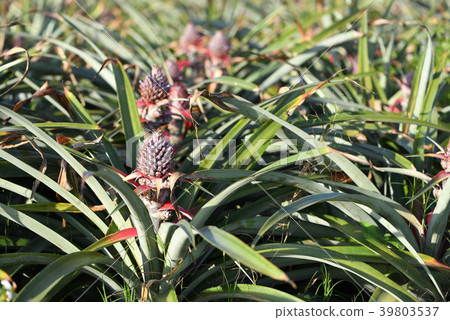 菠蘿領域 39803537