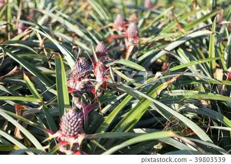 Pineapple field 39803539