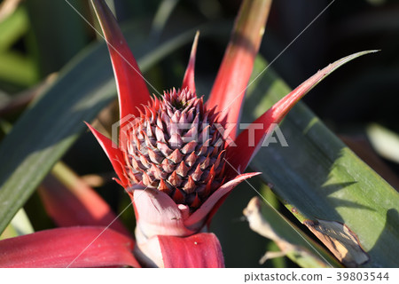 The small fruit of a pineapple that has begun to grow The small fruit of a pineapple that has begun to grow 39803544