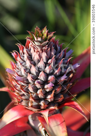 The small fruit of a pineapple that has begun to grow The small fruit of a pineapple that has begun to grow 39803546