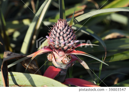 菠蘿的小果實開始生長 菠蘿的小果實開始生長 39803547