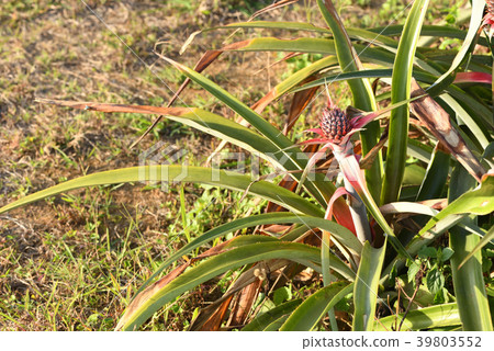 Pineapple field Pineapple field 39803552