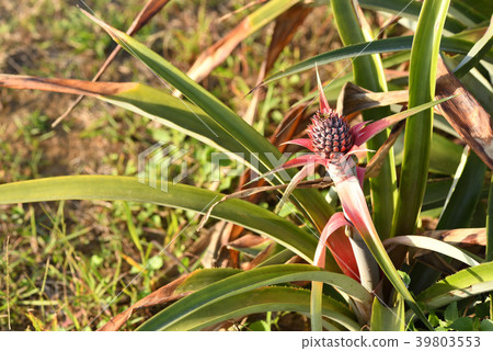 Pineapple field 39803553