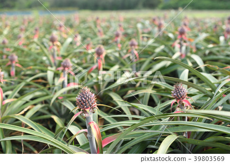 菠蘿領域 菠蘿領域 39803569