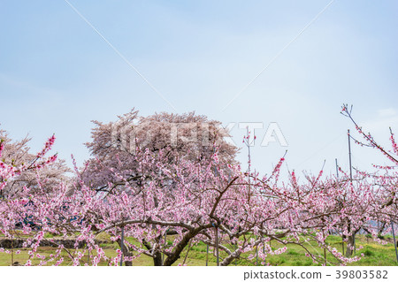 Momo和Sakura共同主演 39803582