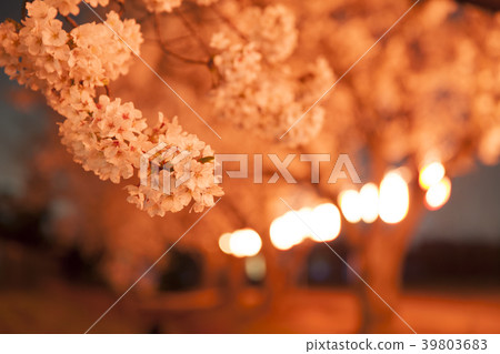 夜晚的櫻花 39803683
