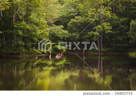 Fresh green Akiyamago 39803755