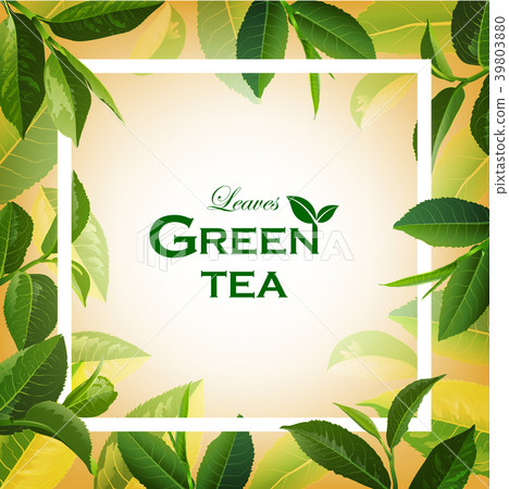 Green Tea  leaves on Orange background. 39803880