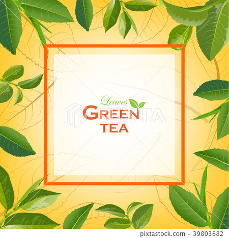 Green Tea  leaves on Orange background. 39803882