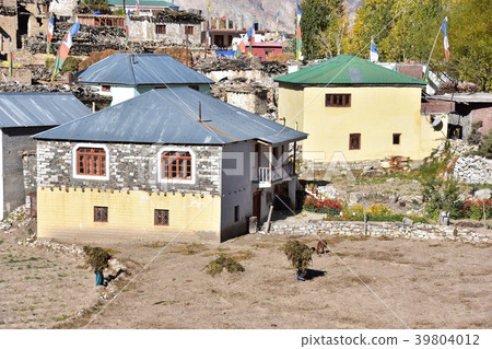 A woman working on a farm in a dwelling field in the village of Naco, Qinnaur Valley, India and a calf while grazing 39804012