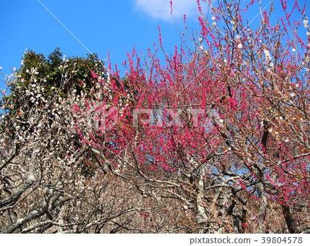 筑波巴林 筑波巴林 39804578