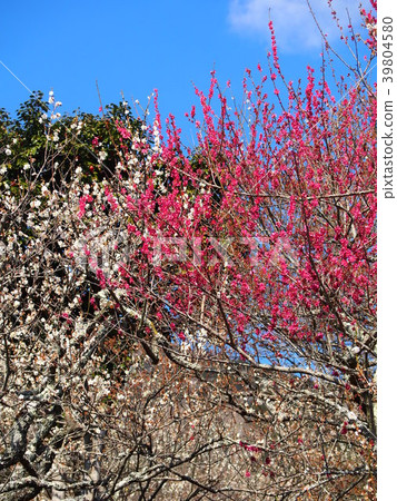 筑波巴林 39804580