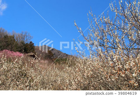 筑波巴林 39804619