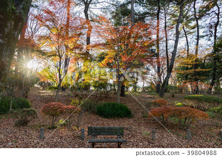 Shakujii公園 Shakujii公園 39804988