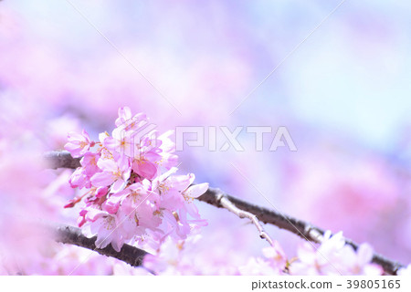 關閉緋紅色櫻花 39805165