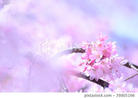 關閉緋紅色櫻花 39805166