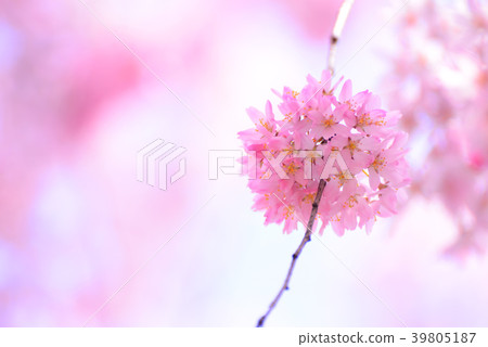 關閉緋紅色櫻花 39805187