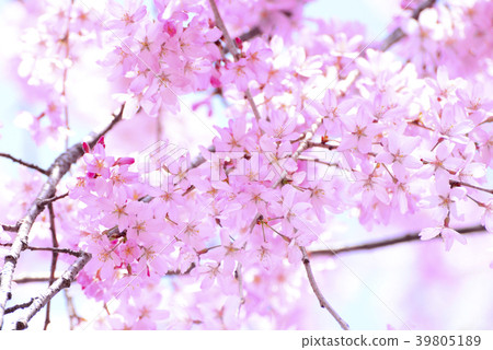深紅色的櫻花 39805189