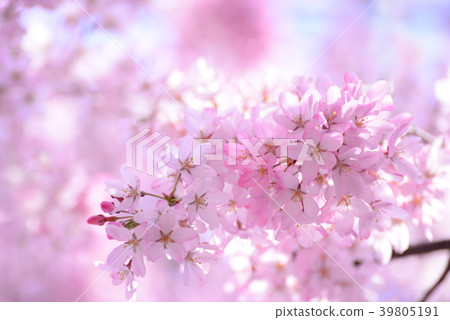 關閉緋紅色櫻花 39805191