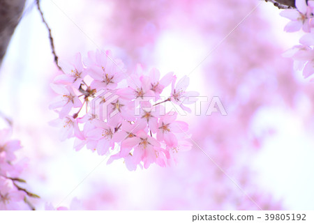 關閉緋紅色櫻花 39805192