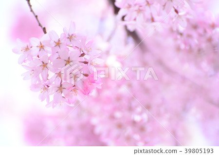 關閉緋紅色櫻花 39805193