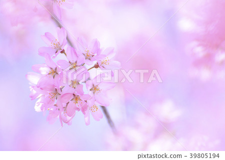 關閉緋紅色櫻花 關閉緋紅色櫻花 39805194