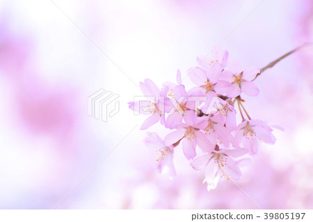 關閉緋紅色櫻花 39805197