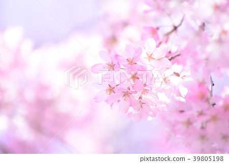 關閉緋紅色櫻花 39805198