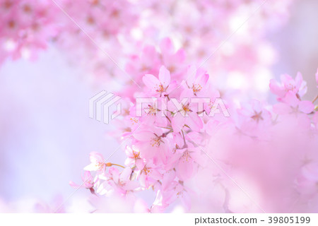 Close up of crimson cherry blossoms 39805199
