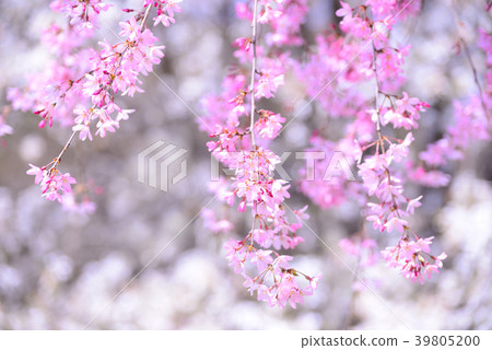 深紅色的櫻花 39805200