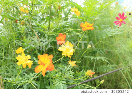 Cosmos Cosmos 39805242