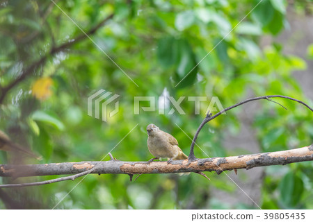 Bird (Streak-eared bulbul) on tree in nature wild Bird (Streak-eared bulbul) on tree in nature wild 39805435