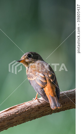 Bird (Ferruginous Flycatcher) in nature wild Bird (Ferruginous Flycatcher) in nature wild 39805437