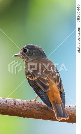 Bird (Ferruginous Flycatcher) in nature wild 39805440