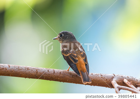 Bird (Ferruginous Flycatcher) in nature wild 39805441