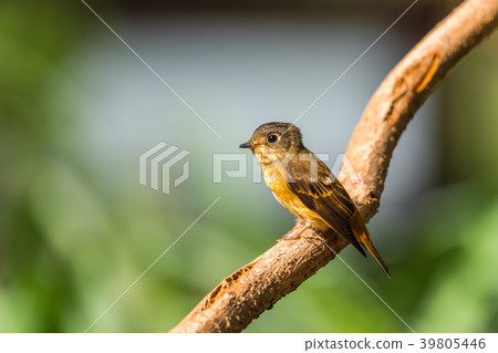 Bird (Ferruginous Flycatcher) in nature wild Bird (Ferruginous Flycatcher) in nature wild 39805446