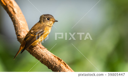 Bird (Ferruginous Flycatcher) in nature wild Bird (Ferruginous Flycatcher) in nature wild 39805447