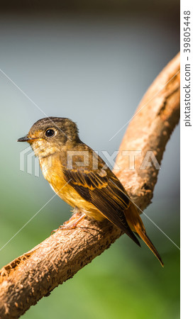Bird (Ferruginous Flycatcher) in nature wild Bird (Ferruginous Flycatcher) in nature wild 39805448