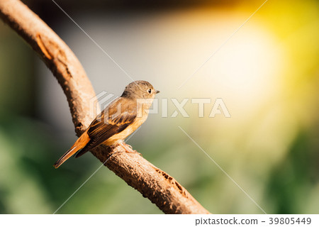 Bird (Ferruginous Flycatcher) in nature wild 39805449