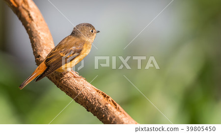 Bird (Ferruginous Flycatcher) in nature wild 39805450