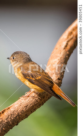Bird (Ferruginous Flycatcher) in nature wild Bird (Ferruginous Flycatcher) in nature wild 39805451