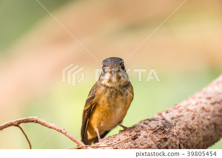 Bird (Ferruginous Flycatcher) in nature wild Bird (Ferruginous Flycatcher) in nature wild 39805454