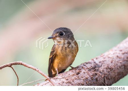 Bird (Ferruginous Flycatcher) in nature wild 39805456