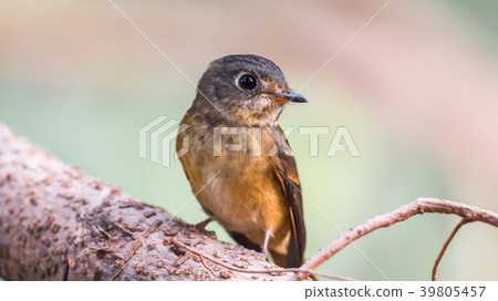 Bird (Ferruginous Flycatcher) in nature wild 39805457