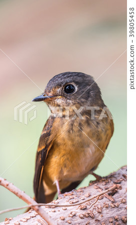 Bird (Ferruginous Flycatcher) in nature wild Bird (Ferruginous Flycatcher) in nature wild 39805458