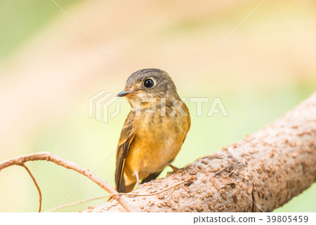 Bird (Ferruginous Flycatcher) in nature wild 39805459