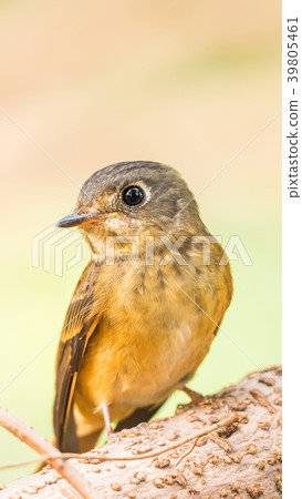 Bird (Ferruginous Flycatcher) in nature wild Bird (Ferruginous Flycatcher) in nature wild 39805461