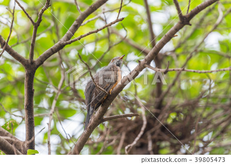 Bird (Plaintive Cuckoo) in a nature wild 39805473