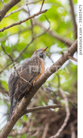 Bird (Plaintive Cuckoo) in a nature wild 39805475